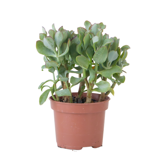 Jade Plant - Crassula arborescens 'Curly' - Height 15-25 cm - Pot 12 cm