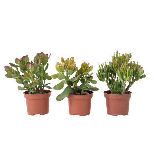 Money Tree - Mix of 3 - Crassula Minor, Hobbit, Sunset - Height 10-25cm - ø12cm