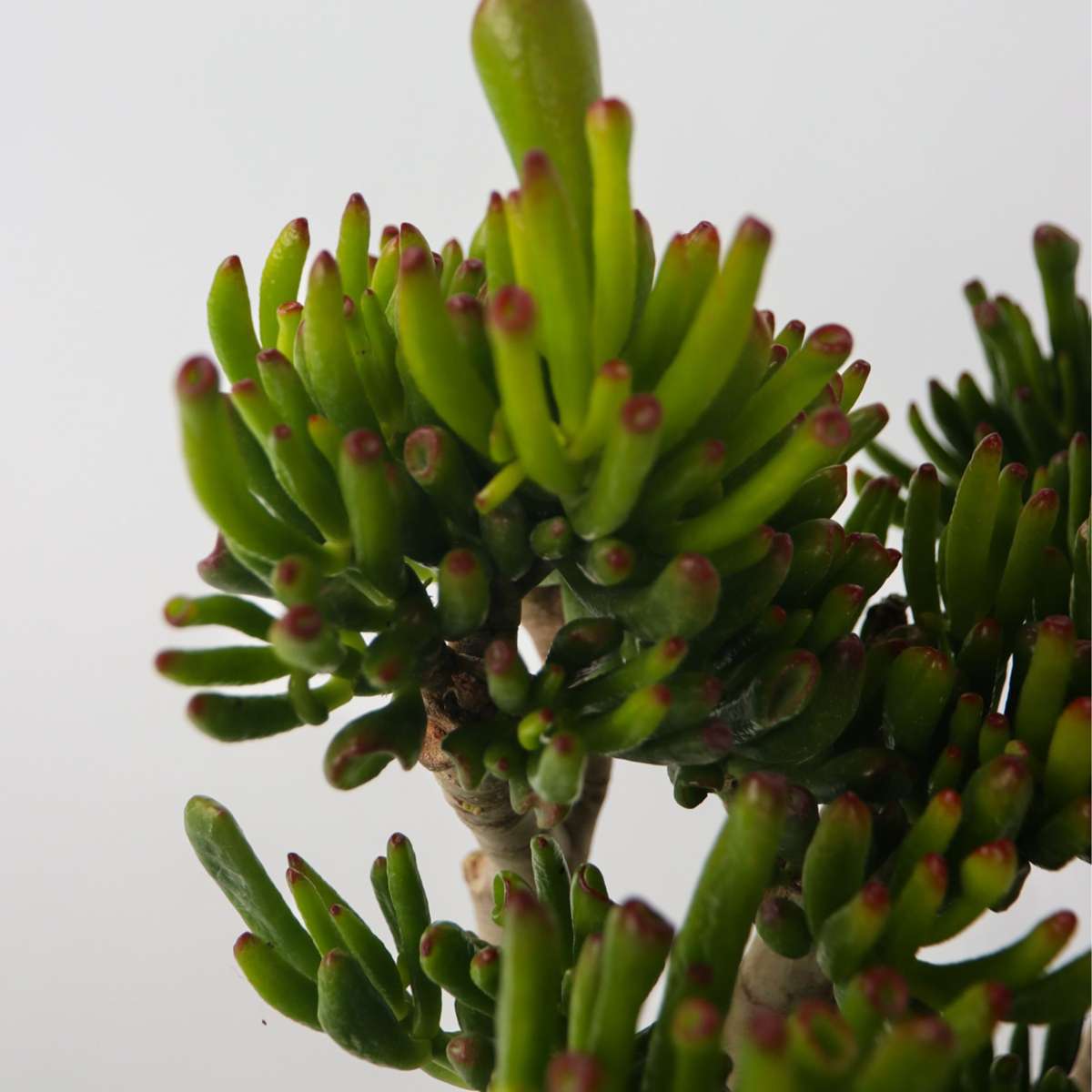 Jade plant - Crassula ovata 'Hobbit' - Height 55-60cm - ⌀30cm