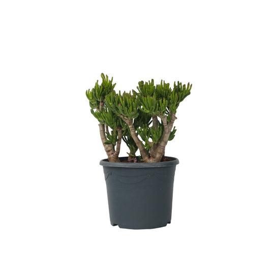 Jade plant - Crassula ovata 'Hobbit' - Height 55-60cm - ⌀30cm