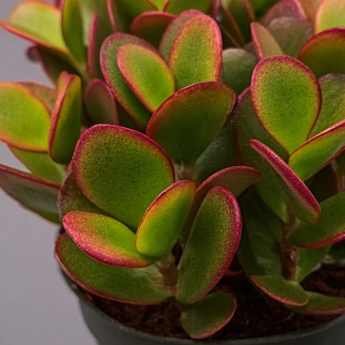 Jade plant - Crassula ovata 'Sunset' - Height 15-20cm - Pot 17cm