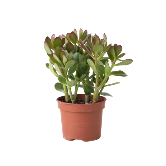 Jade plant - Crassula ovata - Height 15-25cm - ø12cm