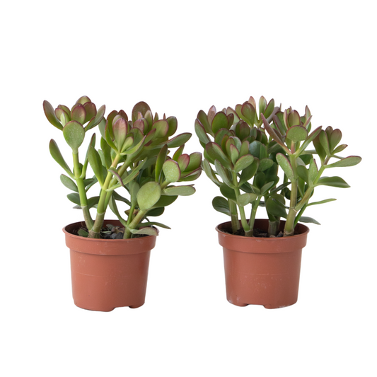 Jade plant - Set 2 - Crassula ovata - Height 15-25cm - ø12cm