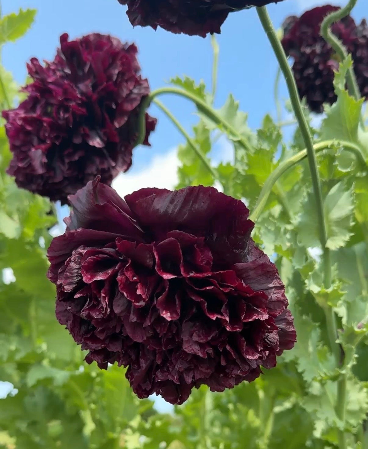 Poppy Black Peony