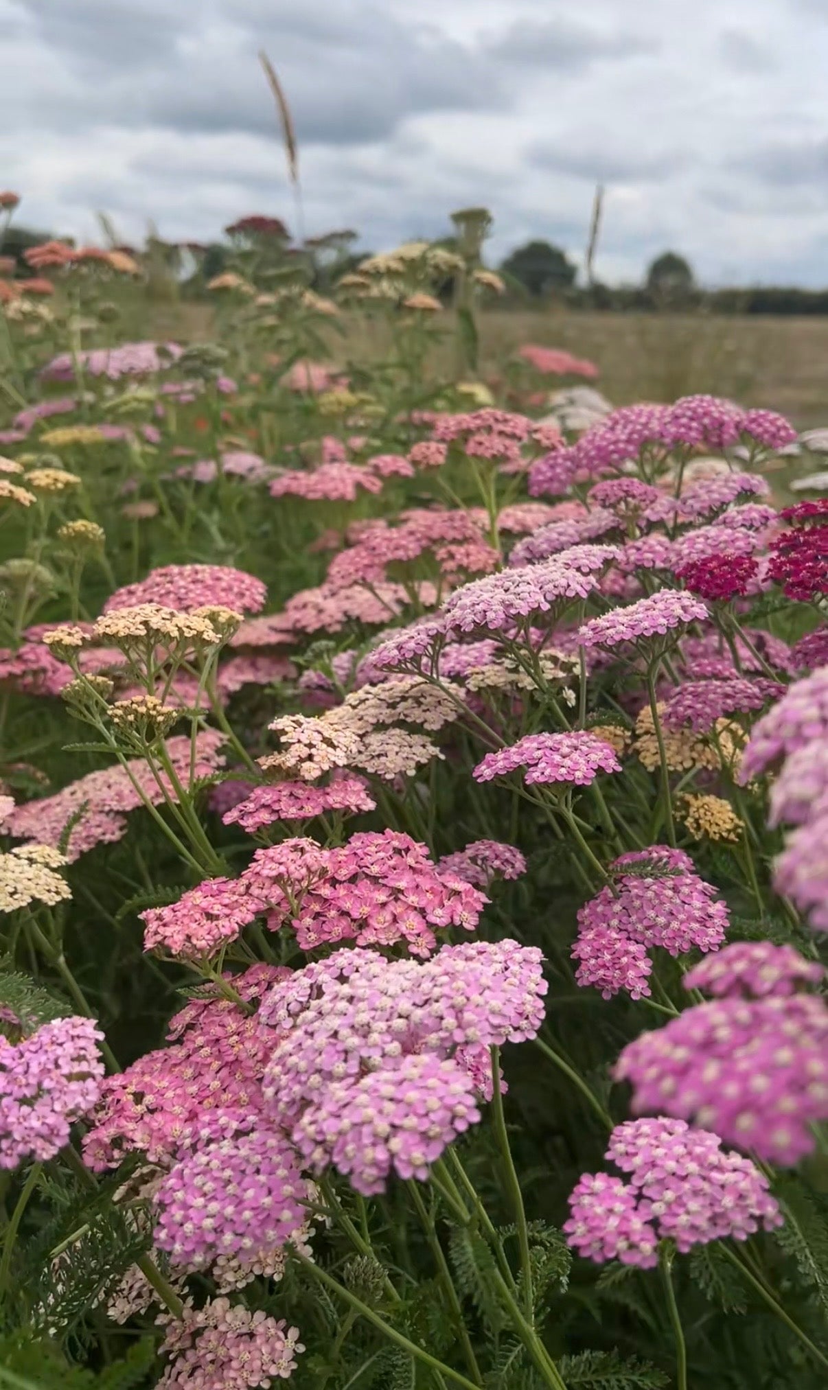 Achillea Pastel Mixed