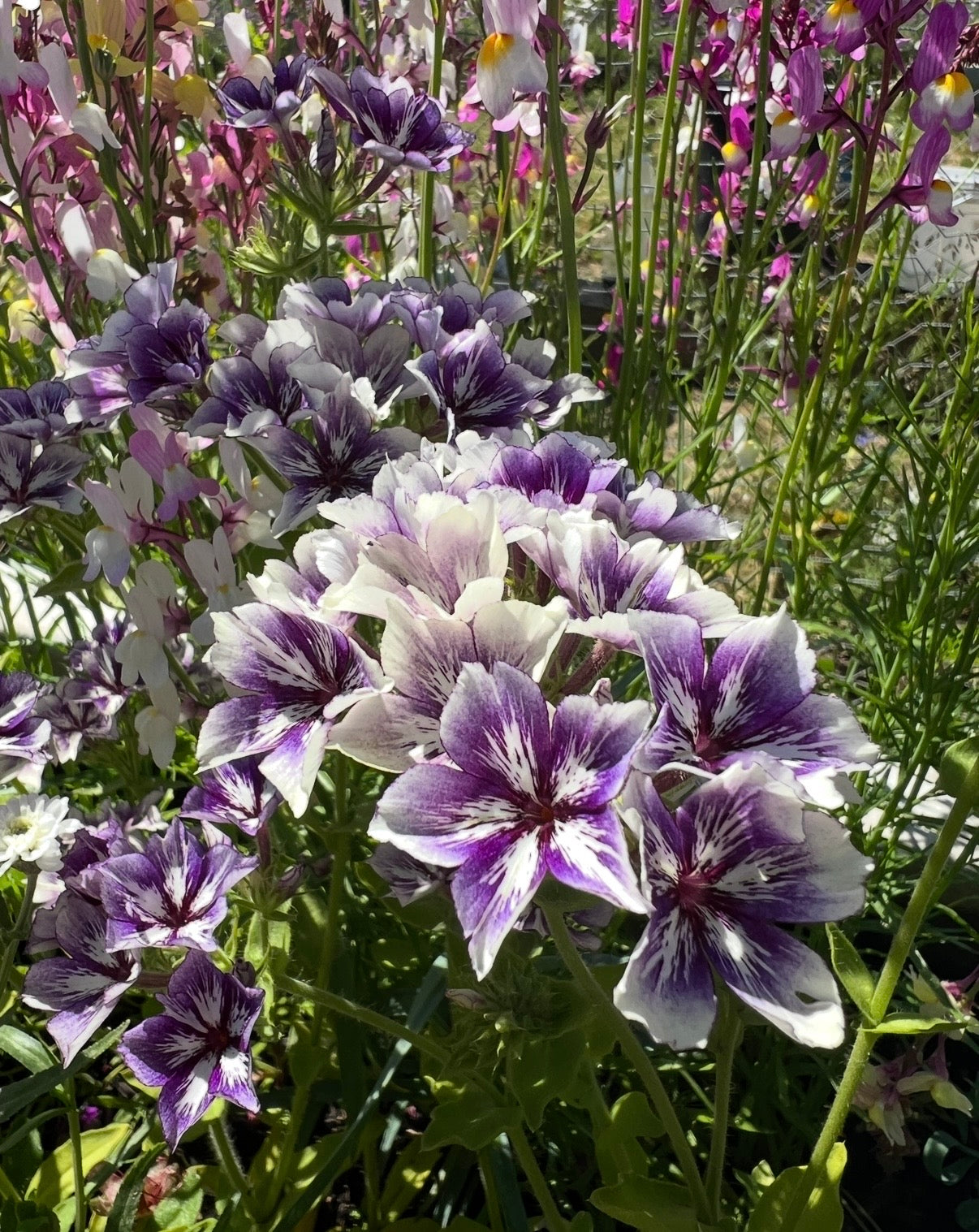 Phlox Sugar Stars