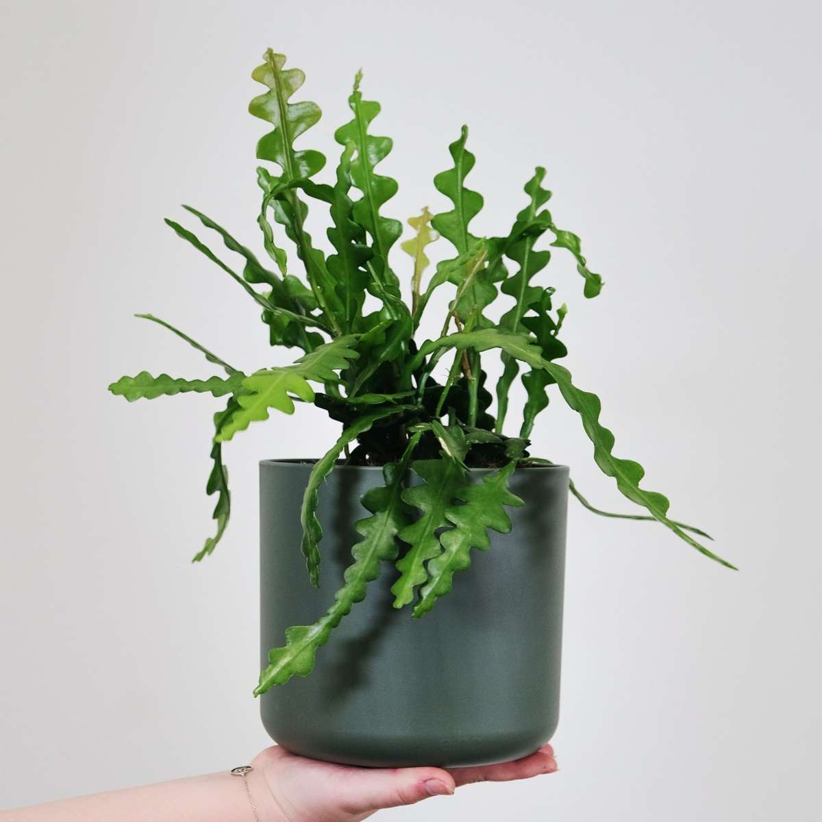 Orchid cactus - 2 pcs. - Epiphyllum 'Anguliger' - Height 30-40cm - ⌀15cm