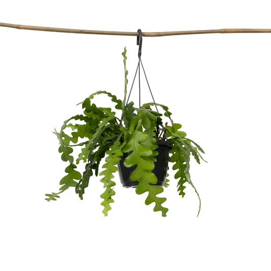 Orchid cactus - Epiphyllum 'Anguliger' - Height 30-40cm - ⌀15cm