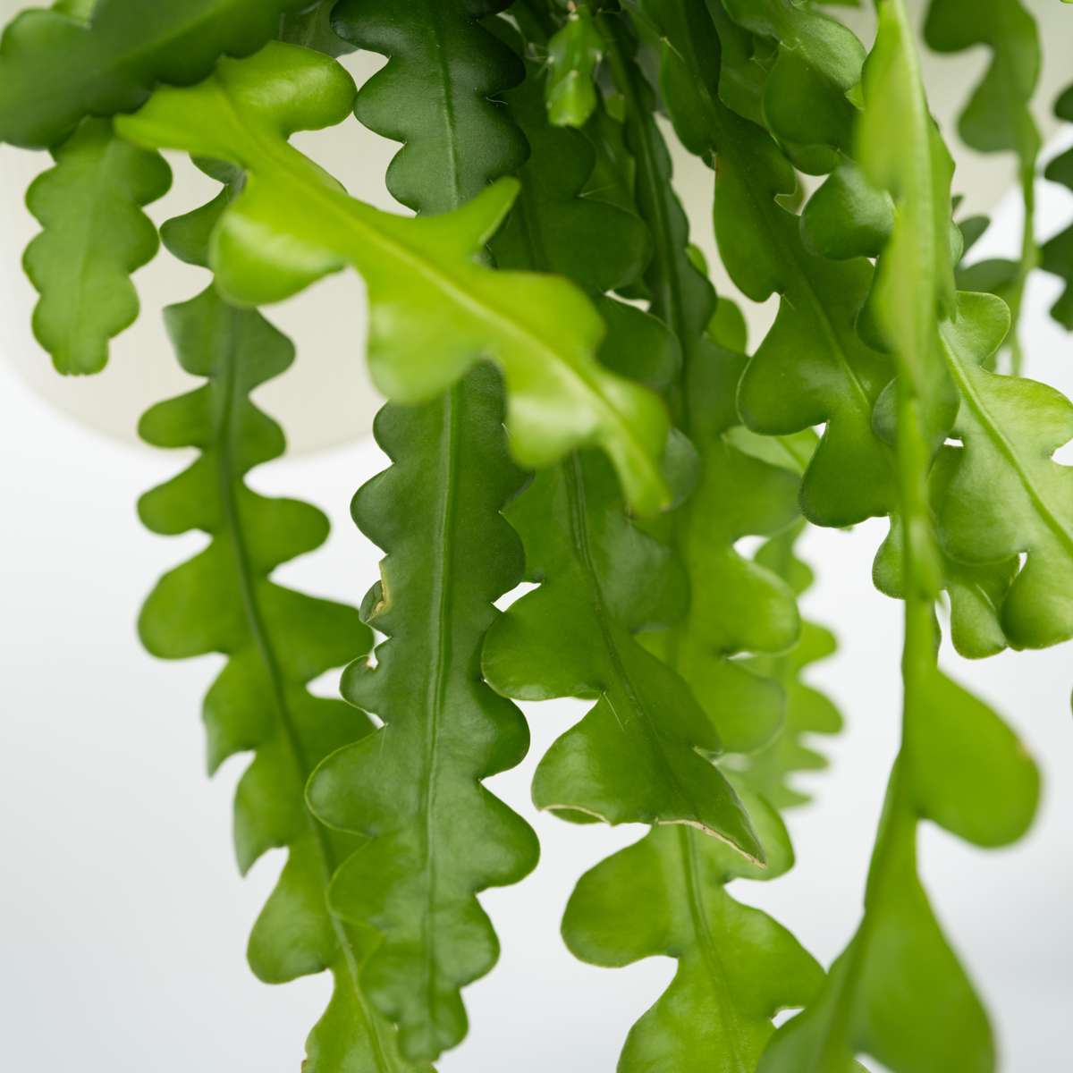 Orchid cactus - 2 pcs. - Epiphyllum 'Anguliger' - Height 30-40cm - ⌀15cm