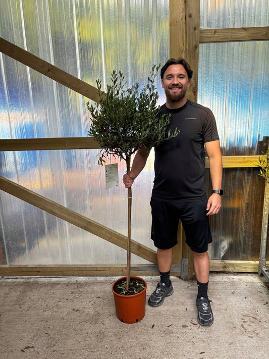 Olive Tree 140-150cm