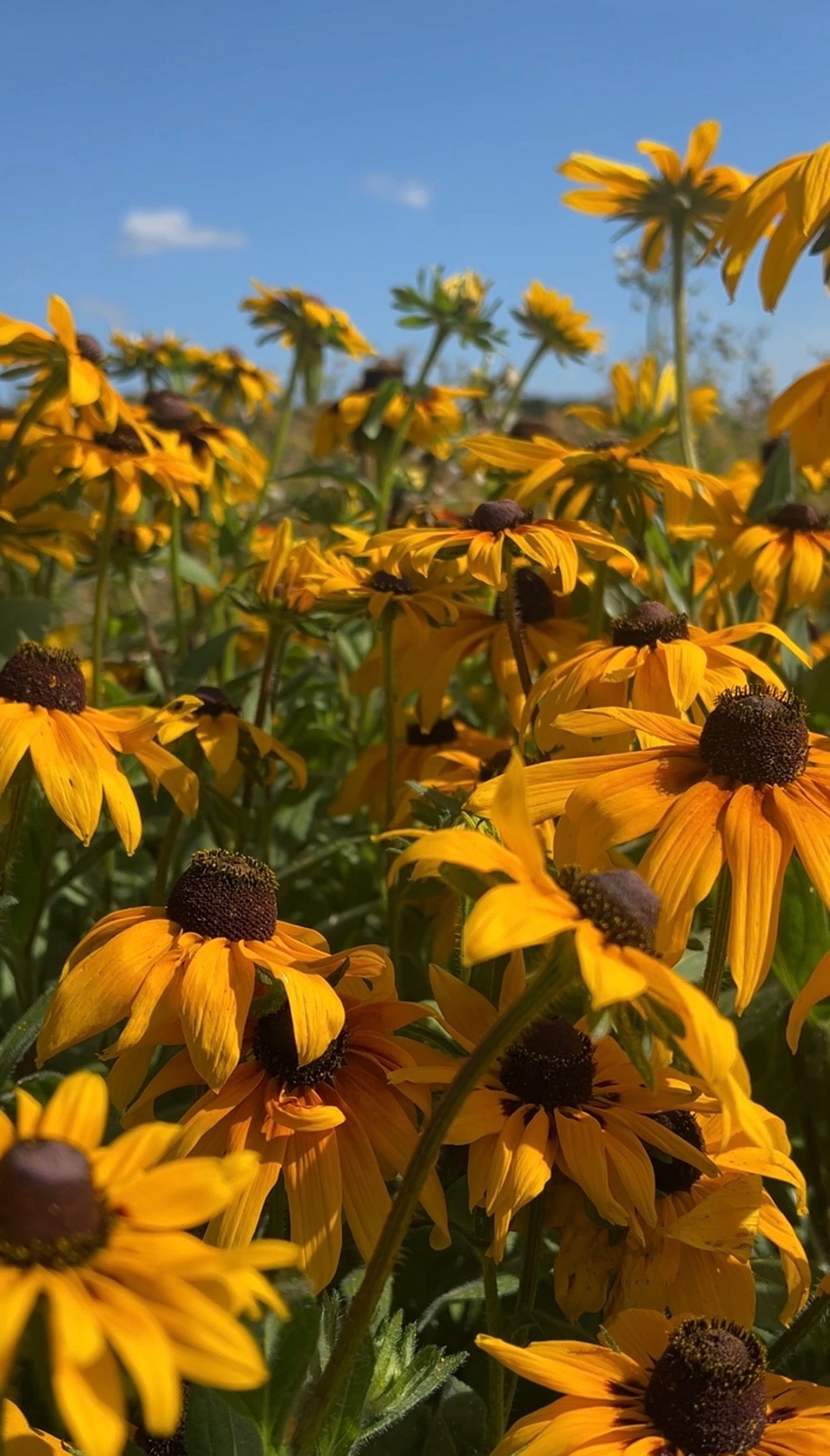 Rudbeckia Marmalade