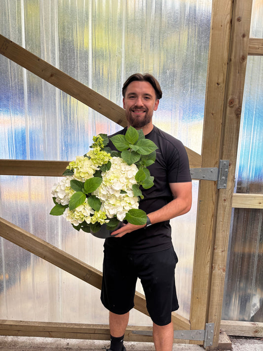 Hydrangea macrophylla 'White Ball' 9cm-10L