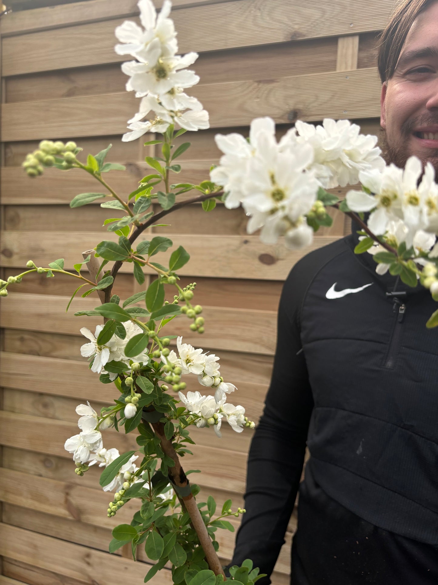 Exochorda macrantha 'The Bride'  9cm / 2L