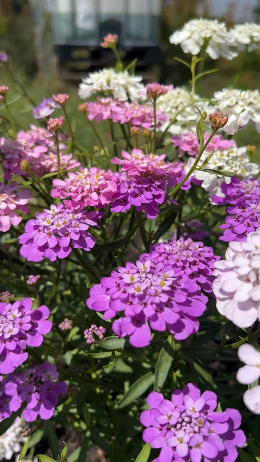 Candytuft Crown Mixed
