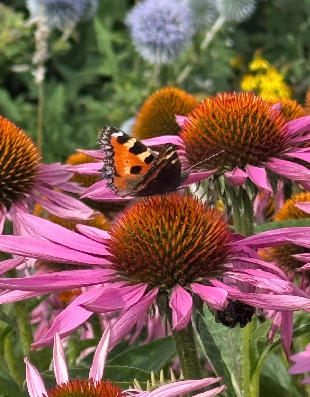 Echinacea Purple Coneflower