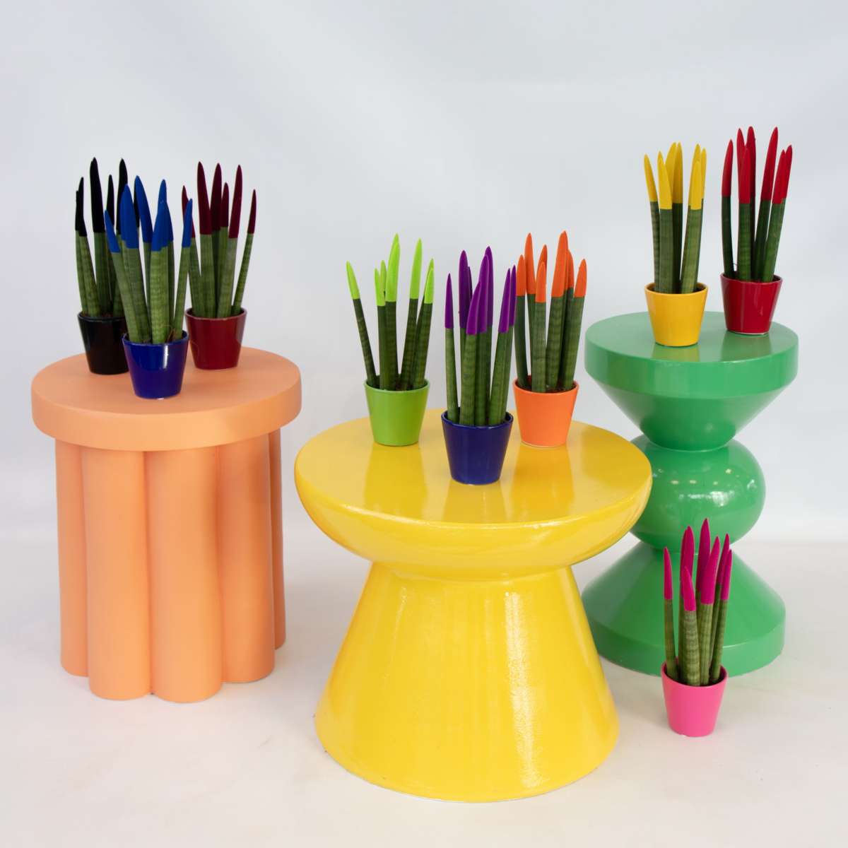 Snake Plant Velvet Touch - Sansevieria cylindrica - Height 20-40cm - ⌀9cm