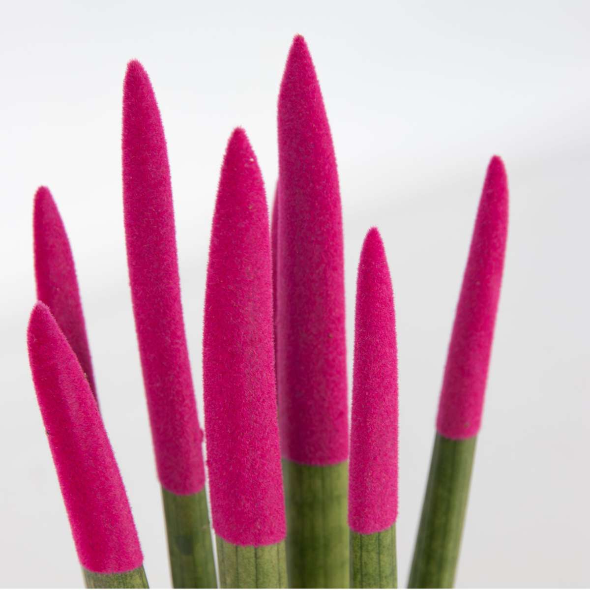 Snake Plant Velvet Touch - Sansevieria cylindrica - Height 20-40cm - ⌀9cm