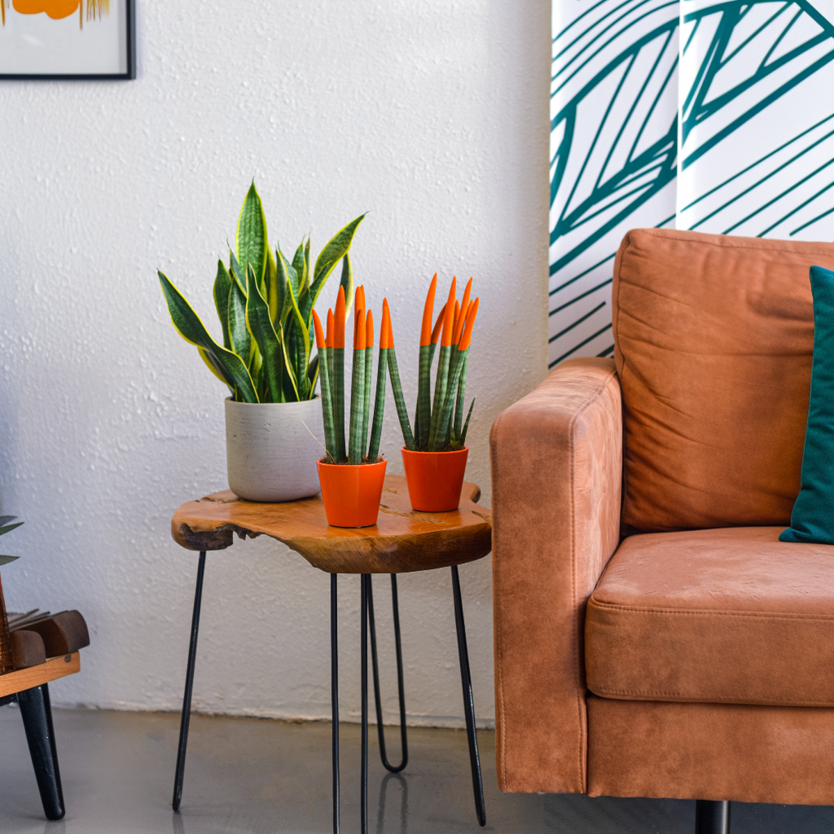 Snake Plant Velvet Touch - Sansevieria cylindrica - Height 20-40cm - ⌀9cm