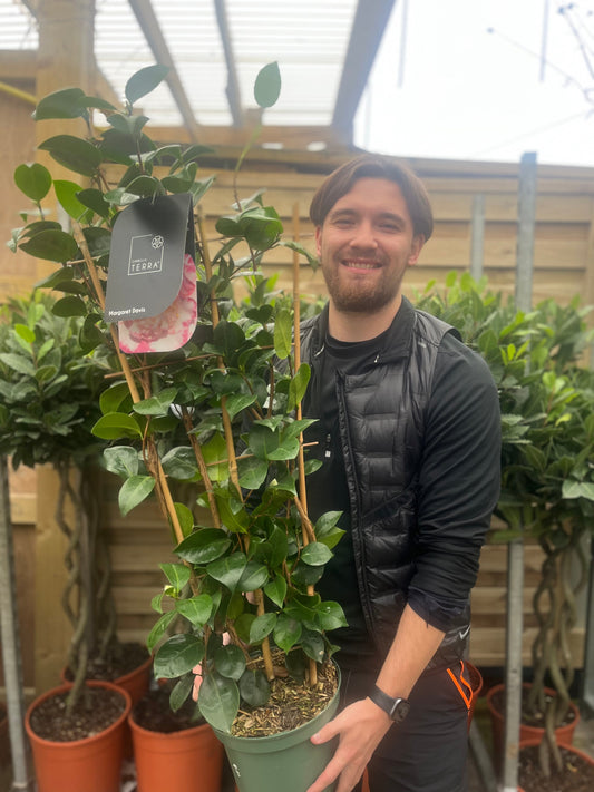 Camellia  'Margaret Davis' 9cm / 5L (100cm)