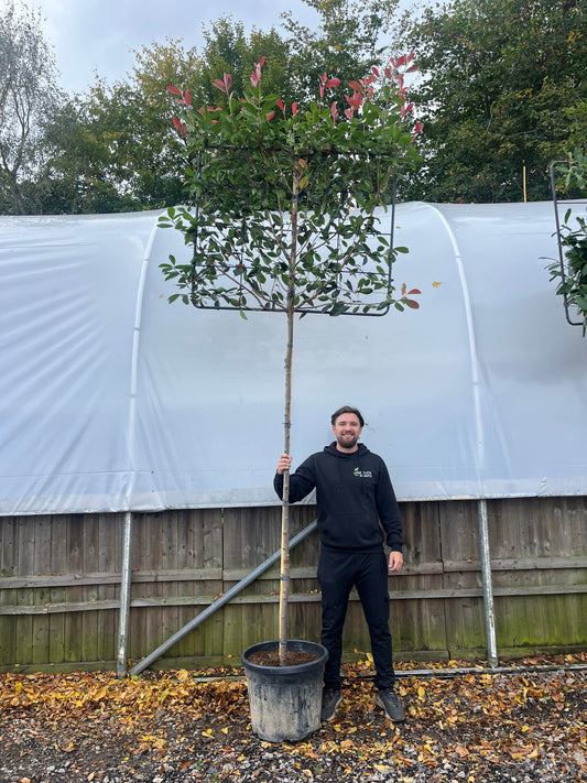 Photinia 'Red Robin' Pleached Tree - 1.8m Stem, 1.2m x 1m (Metal Frame)