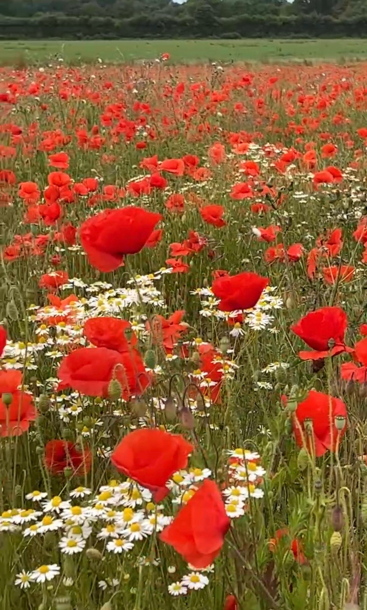 Poppy Flanders Red