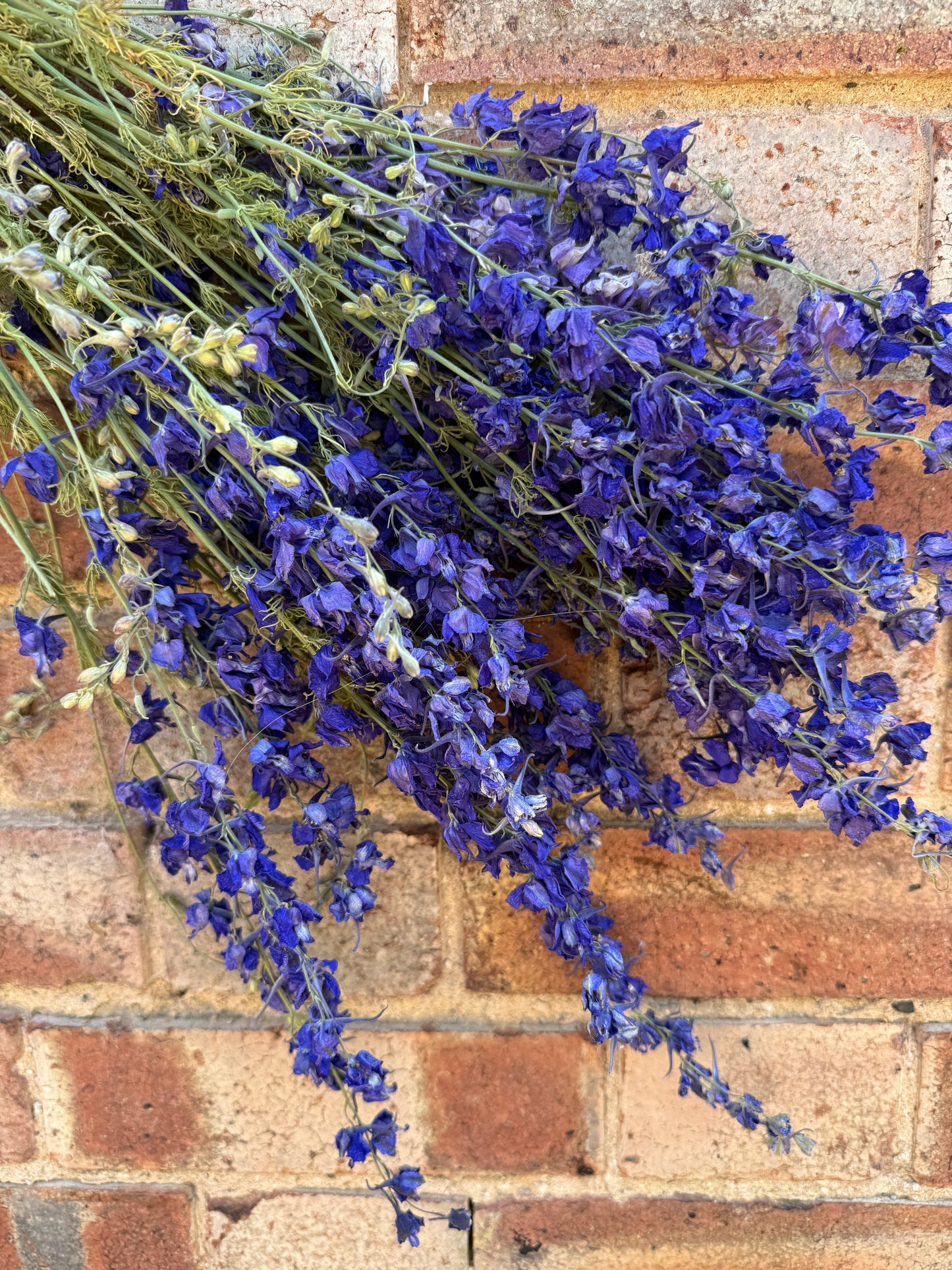 Larkspur Dried | Purple or Mixed | Norfolk Cottage
