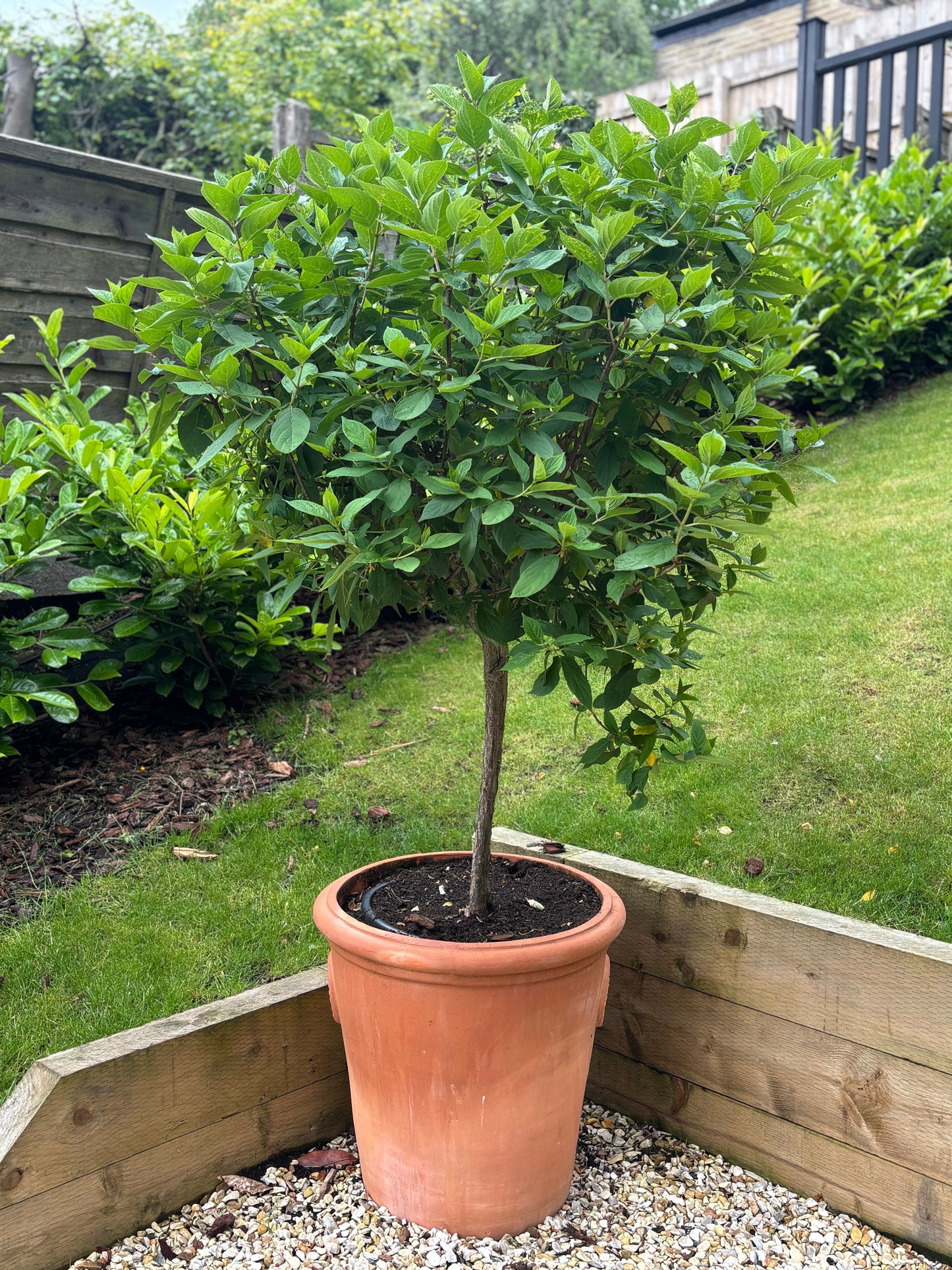 Hydrangea Limelight Tree in Terracotta Pot (150-180cm including the pot)