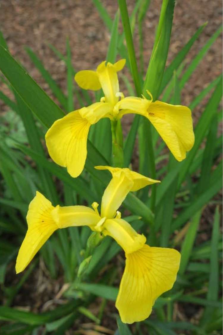 Iris Pseudata Kimboshi - Marginal Pond Plants - MP050A
