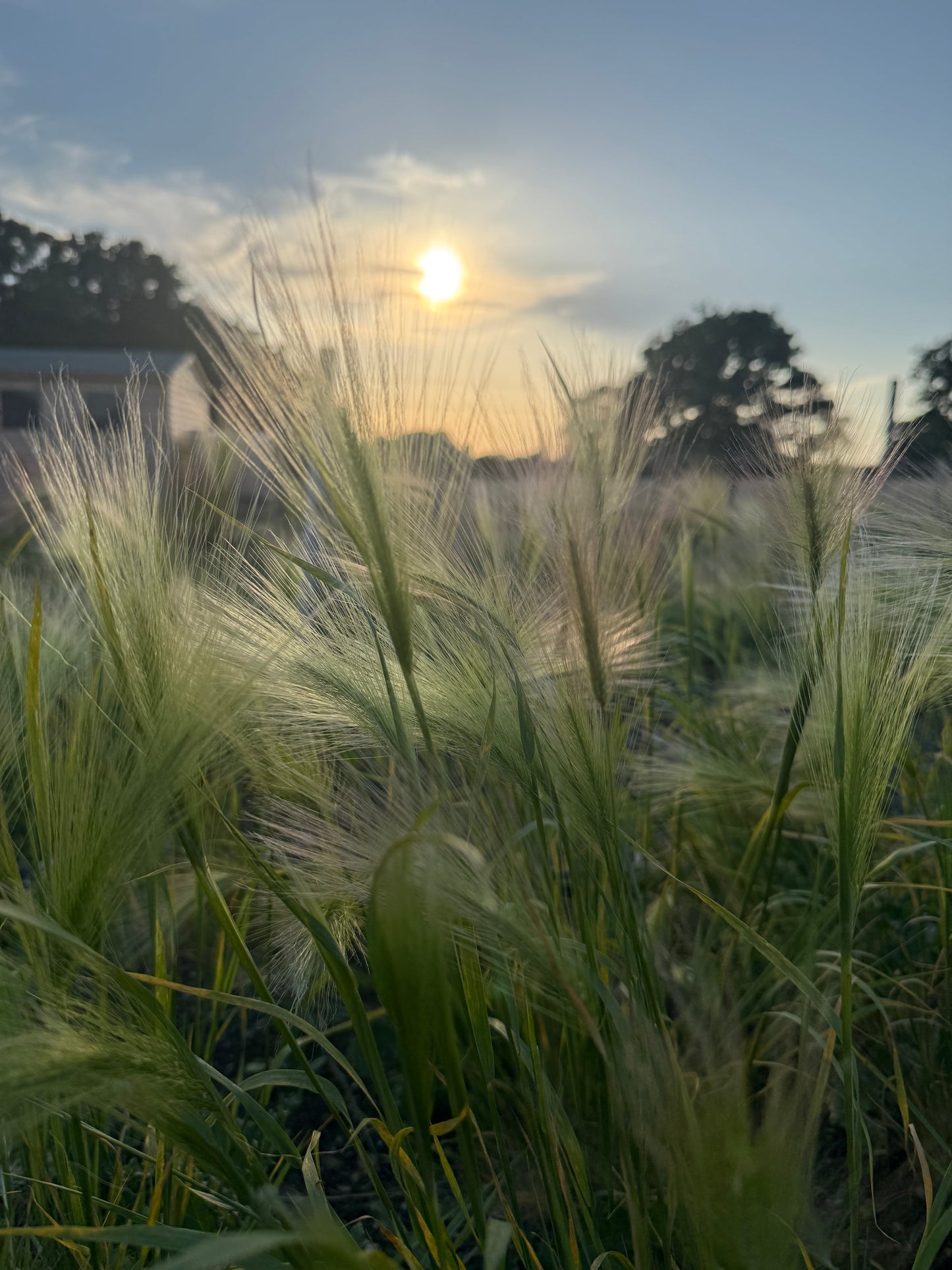 Foxtail Barley (Hordeum Jubatum)