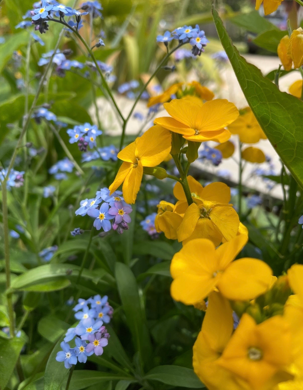 Wallflower Cloth of Gold