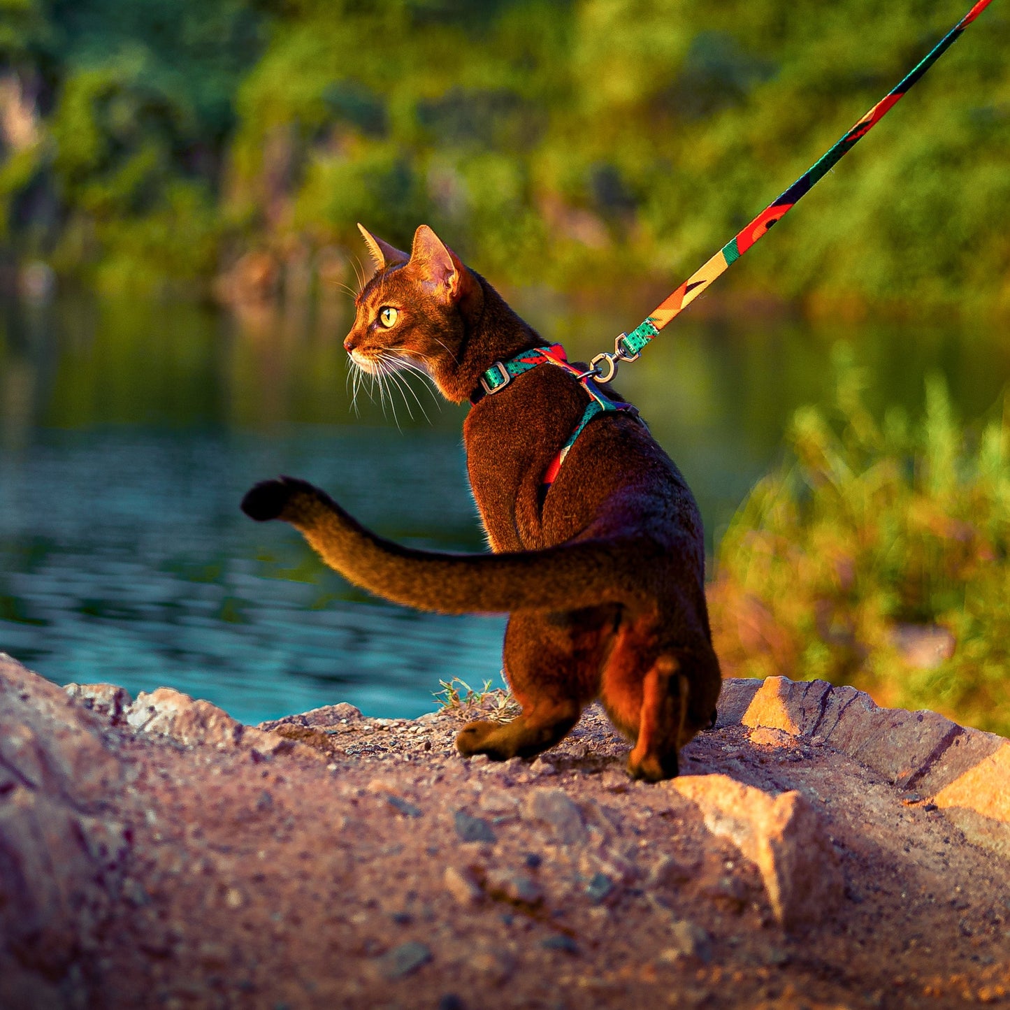 pidan Cat Harness Set
