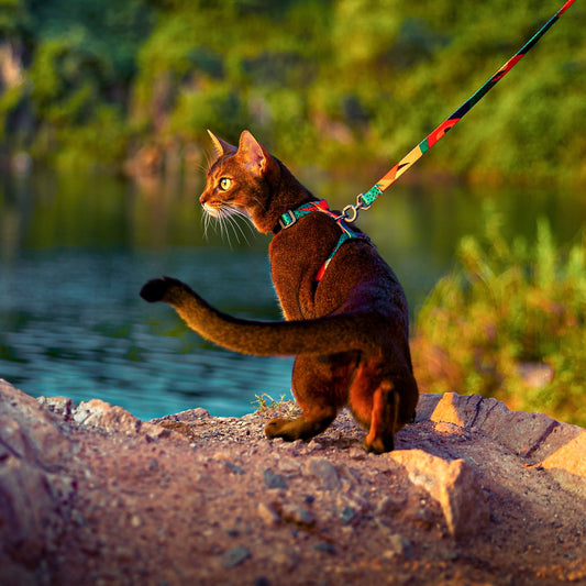 pidan Cat Harness Set