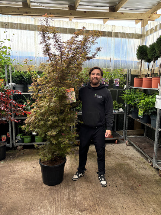 Acer palmatum Jerre Schwartz 3L / 35L