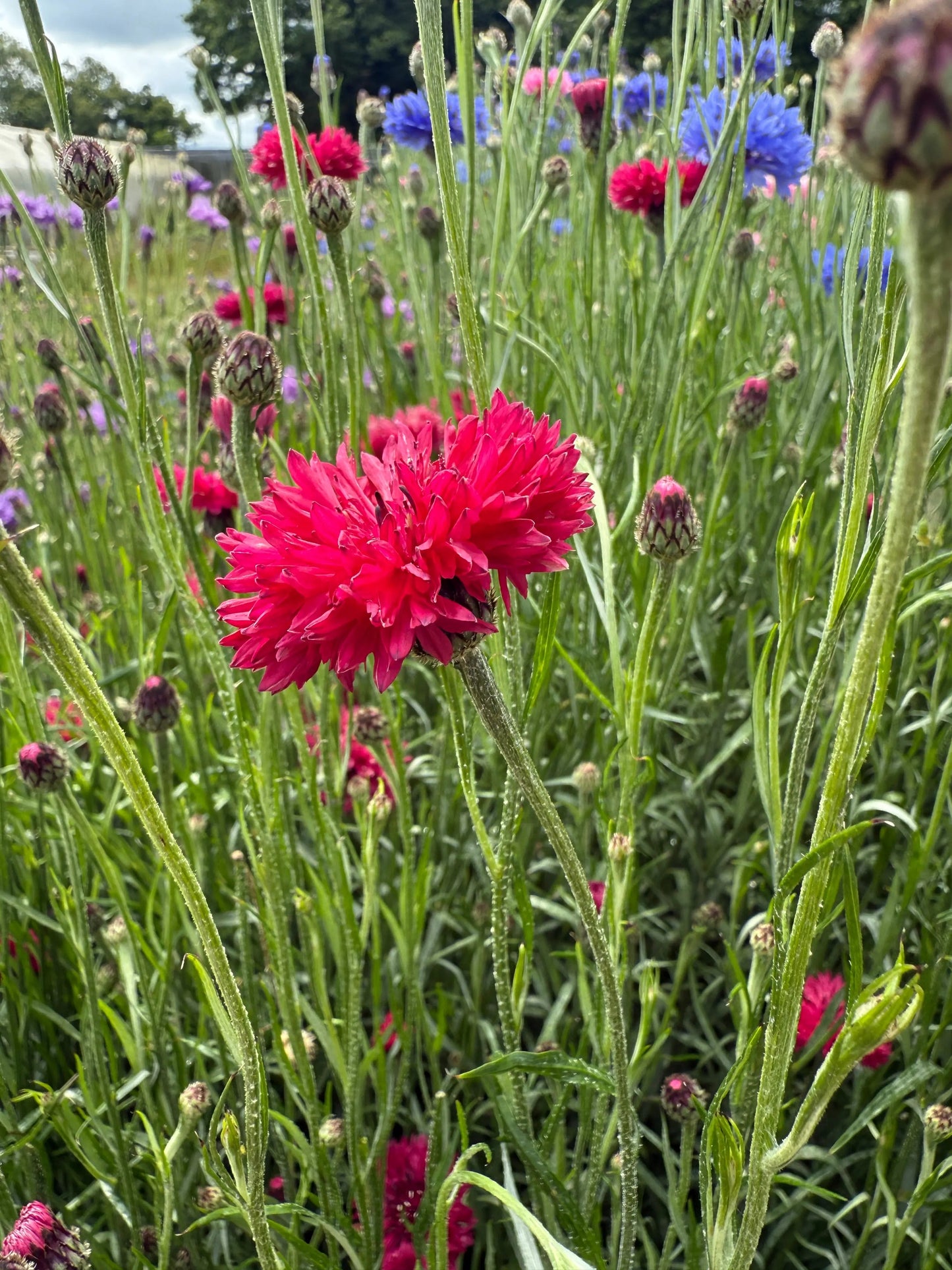 Cornflower Red Boy