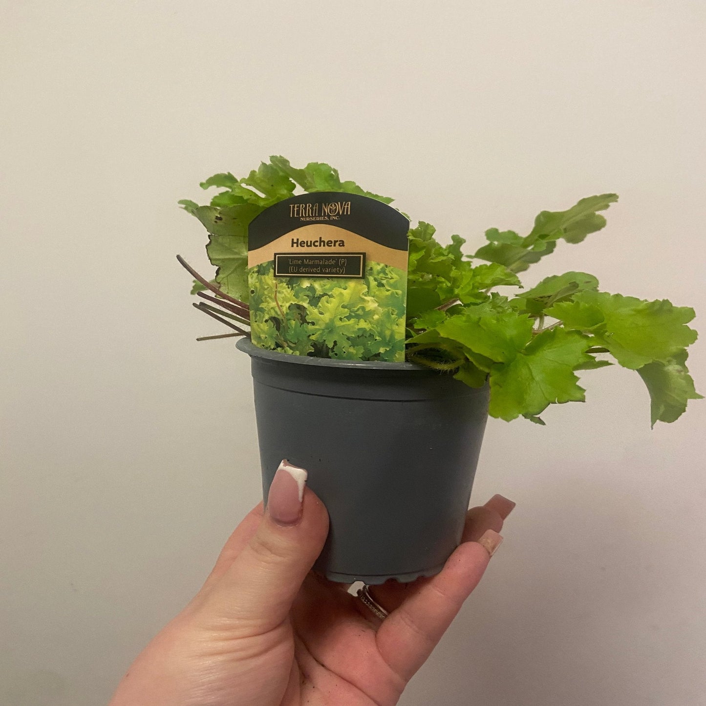 Heuchera 'Lime Marmalade' 9cm / 2L