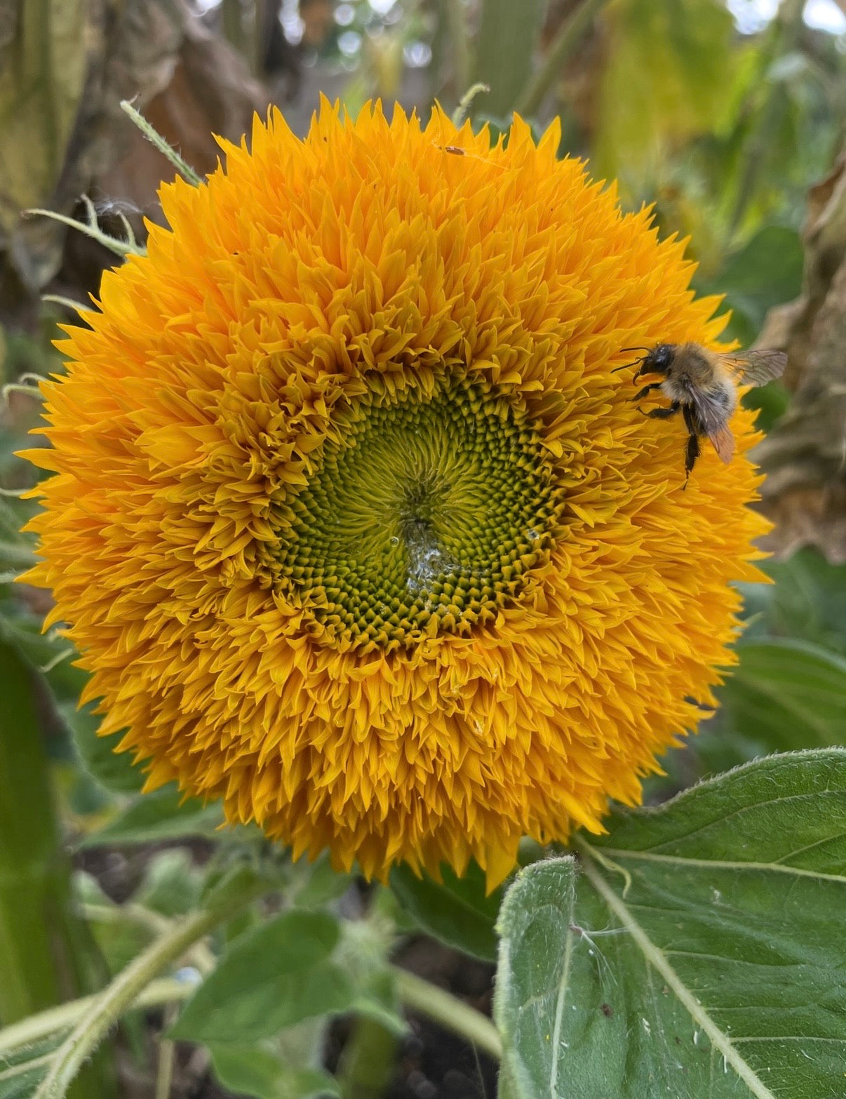 Sunflower Teddy Bear