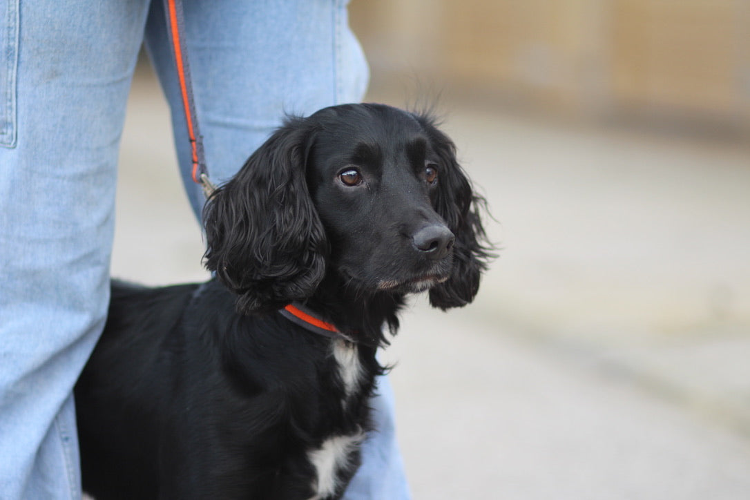 Cushion Web Dog Collar