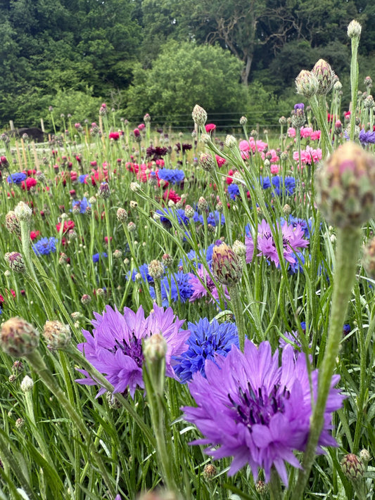 Cornflower Mauve Boy