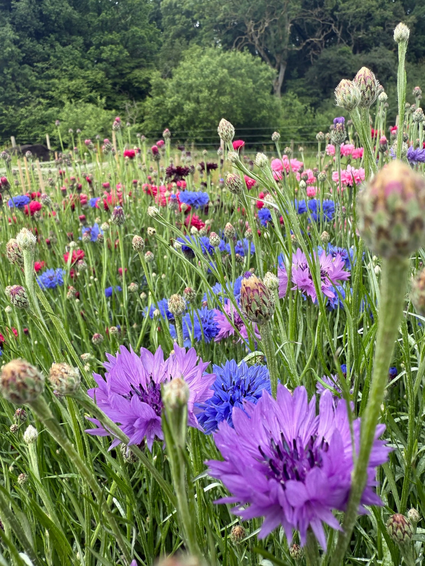Cornflower Mauve Boy