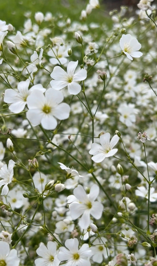 Gypsophila Covent Garden