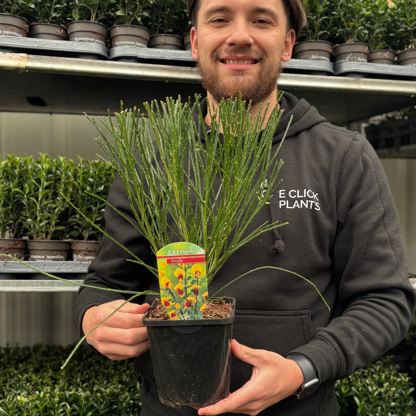 Cytisus 'Firefly' 1L / 2L