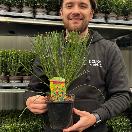 Cytisus 'Firefly' 1L / 2L