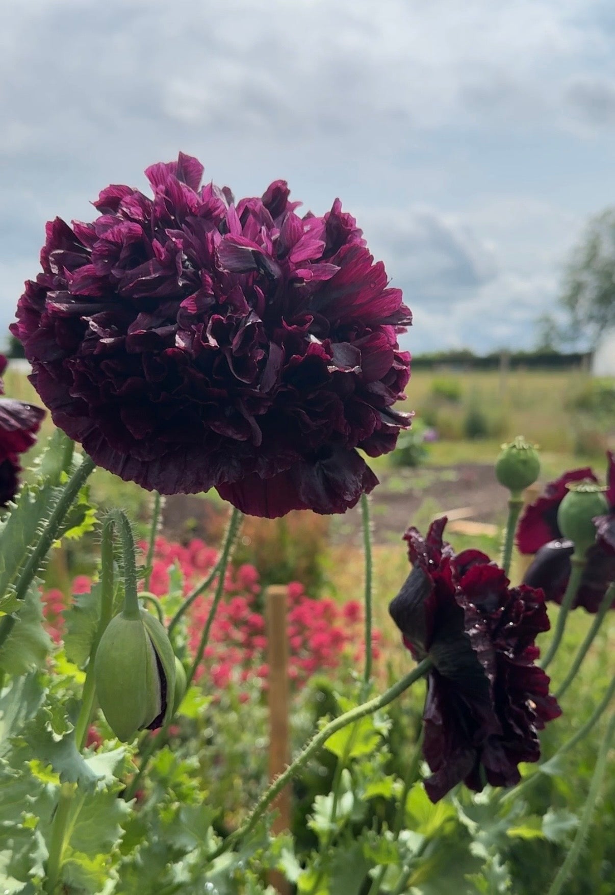 Poppy Black Peony