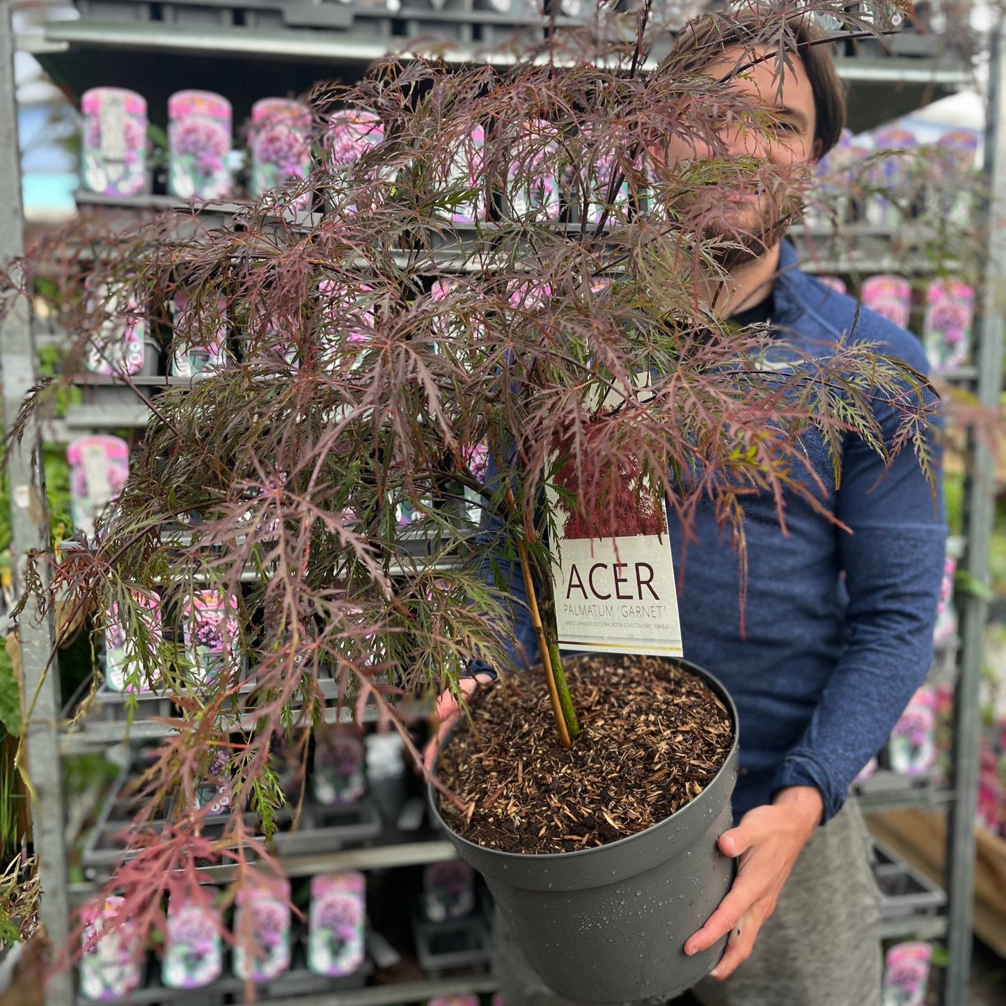 Acer palmatum Garnet 3L-235L