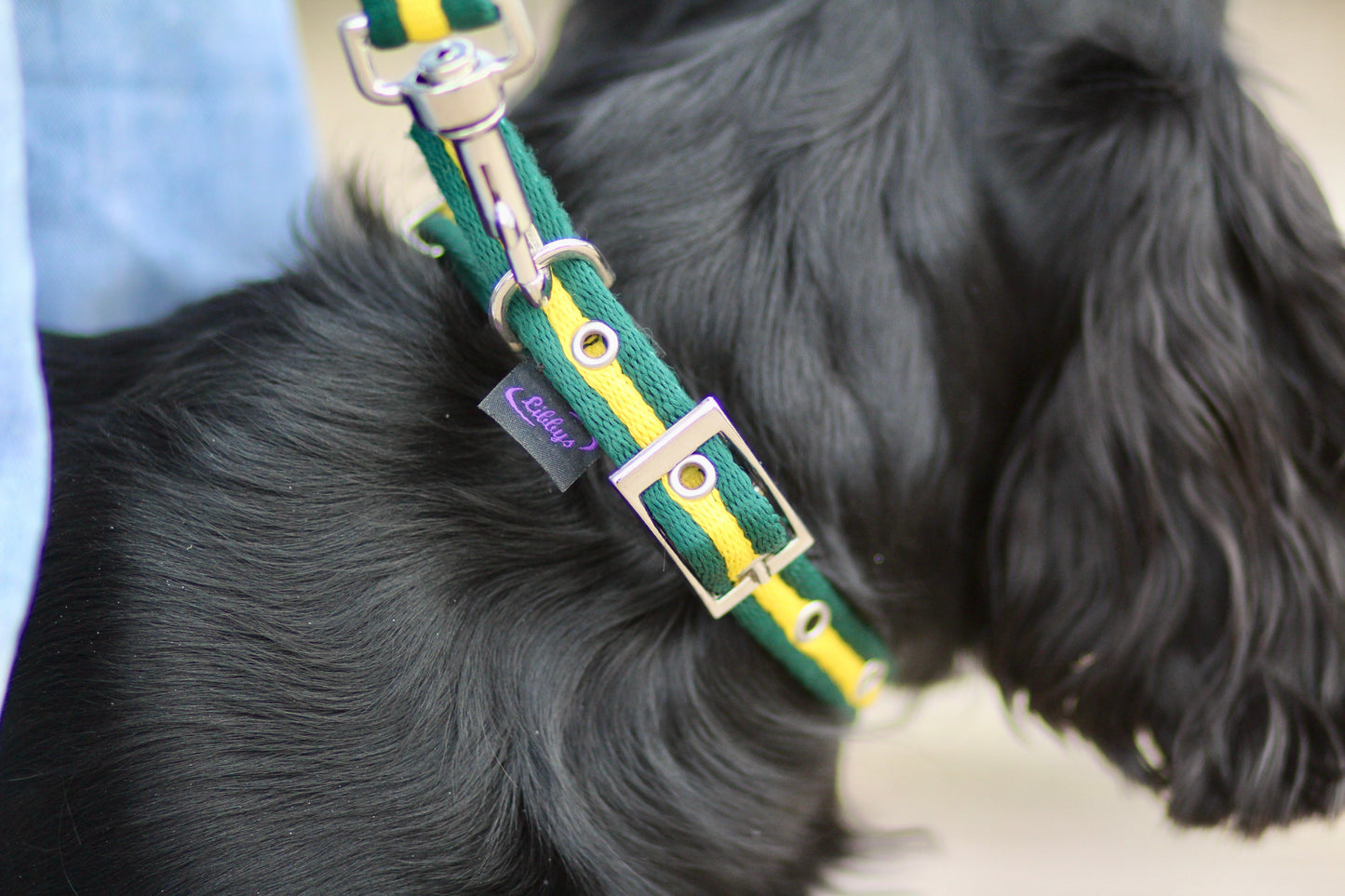 Cushion Web Dog Collar