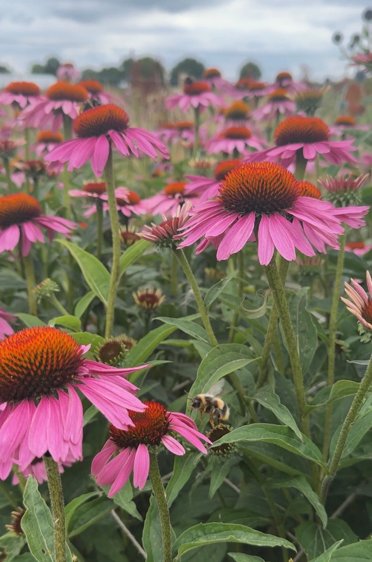 Echinacea Purple Coneflower