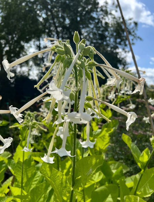 Nicotiana White Trumpets