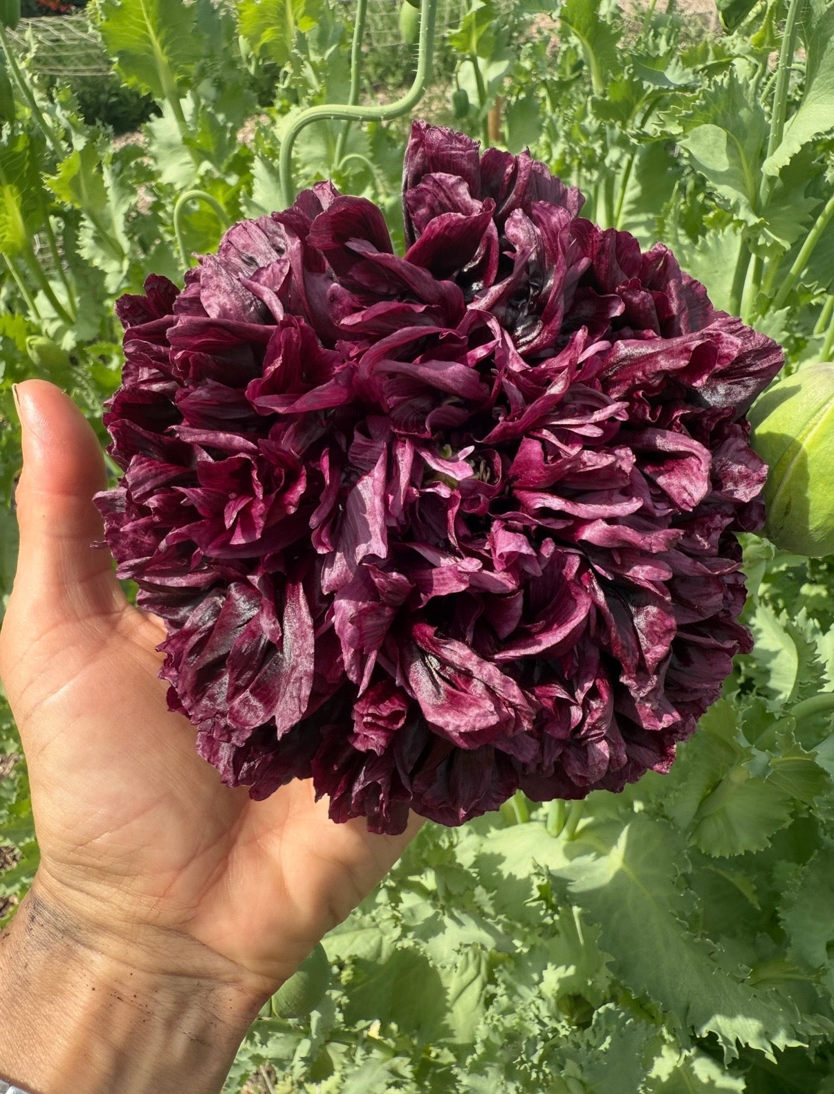 Poppy Black Peony