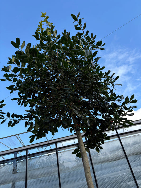 Standard ilex 'Nelly Steven's Tree 3m (stem 1.8m + head) 55L THICK STEM XL HEAD