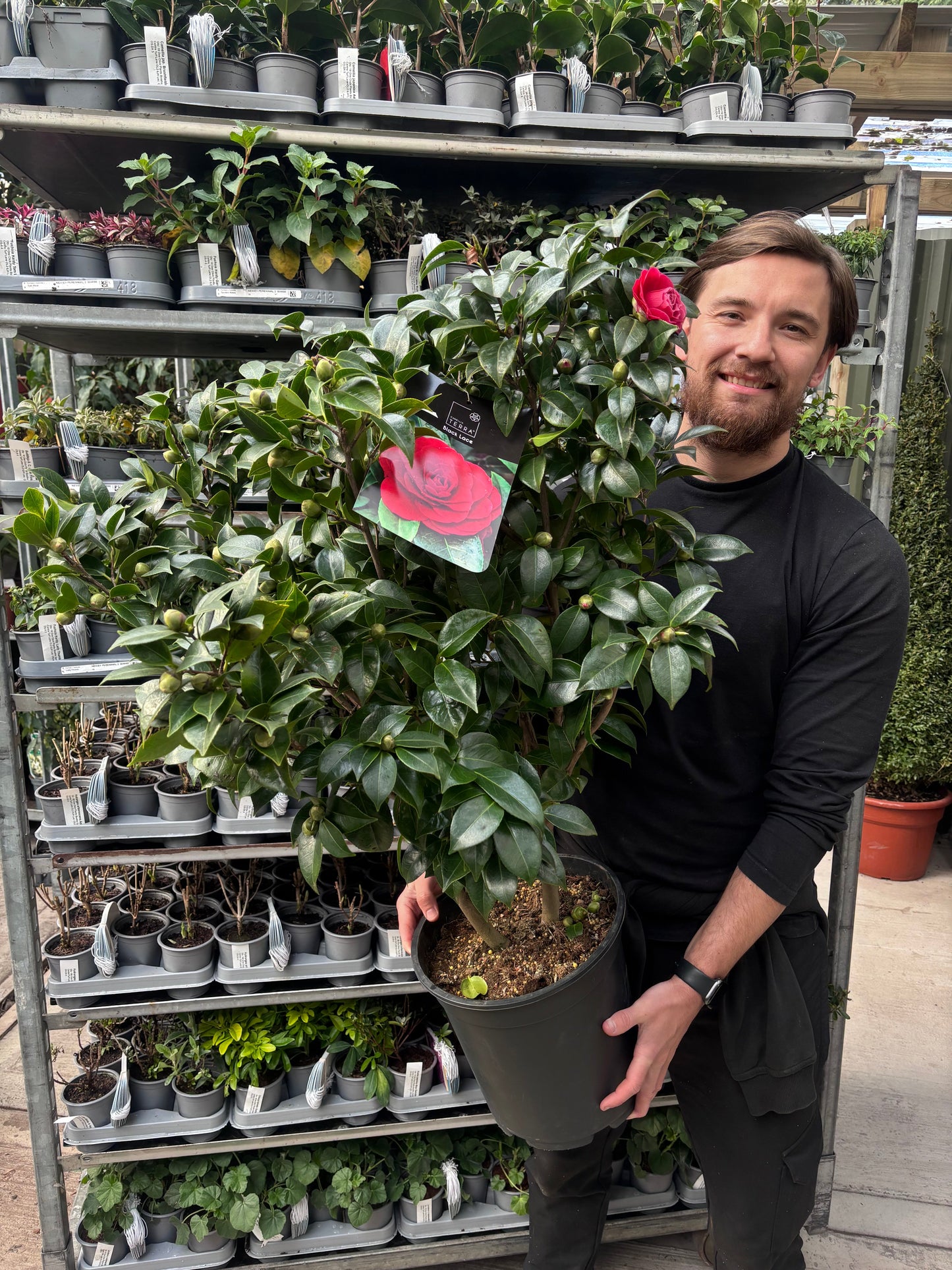 Camellia japonica 'Black Lace' 50-60cm / 90-100cm